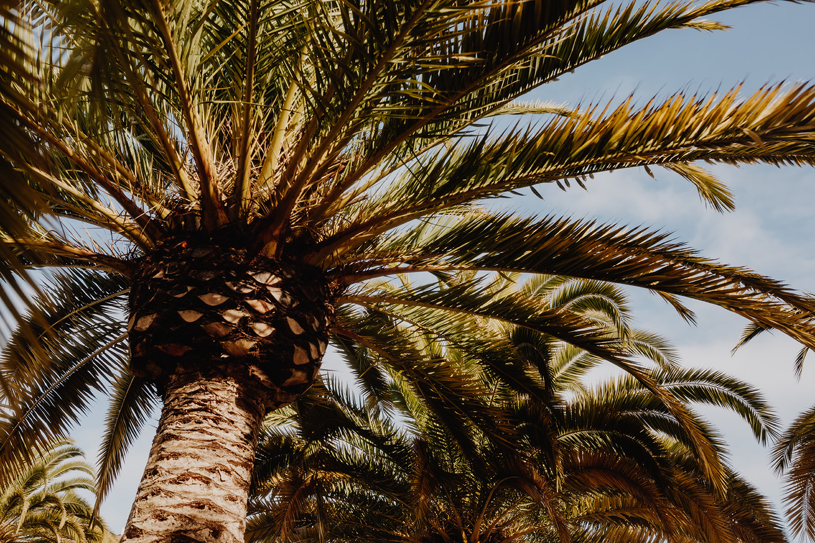 a palm tree with many leaves